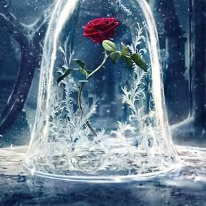 Meet your Posher, Rylee